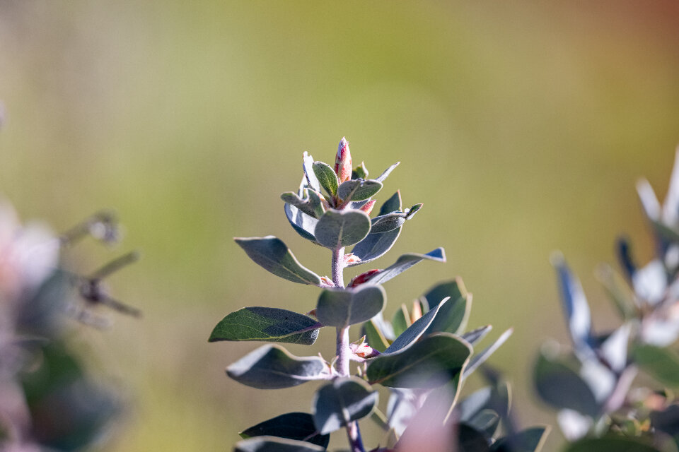 A single wild plant against a plain background